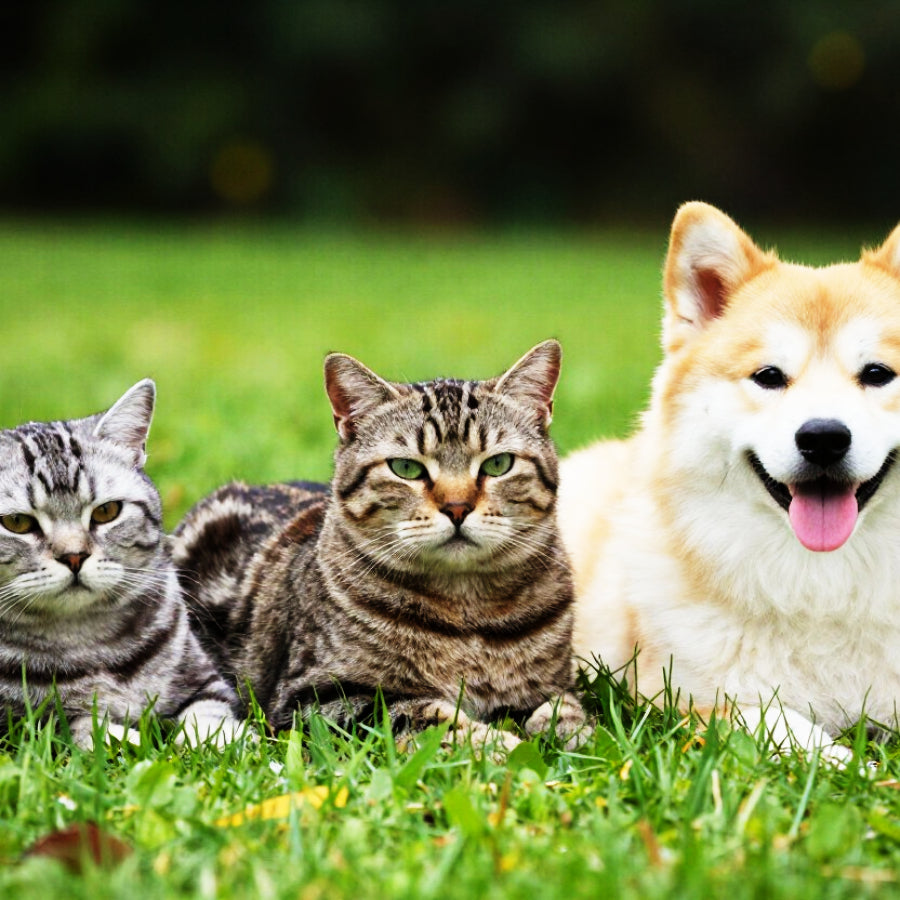 PETS
